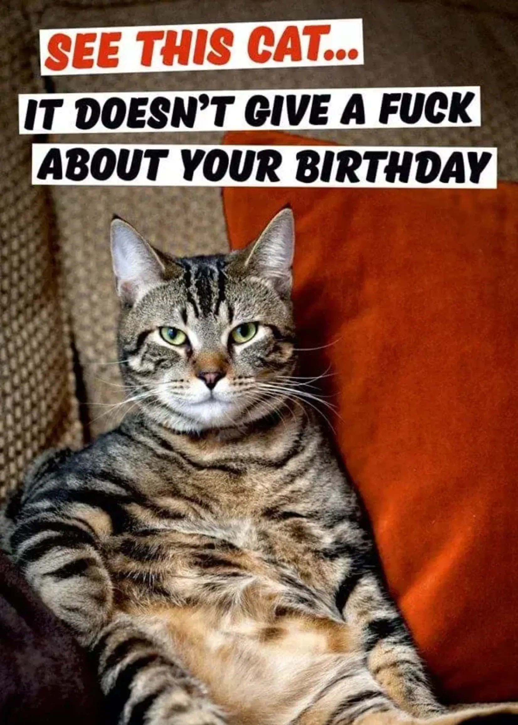Dean Morris See This Cat