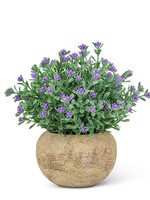 abbott Flowering Purple Plant