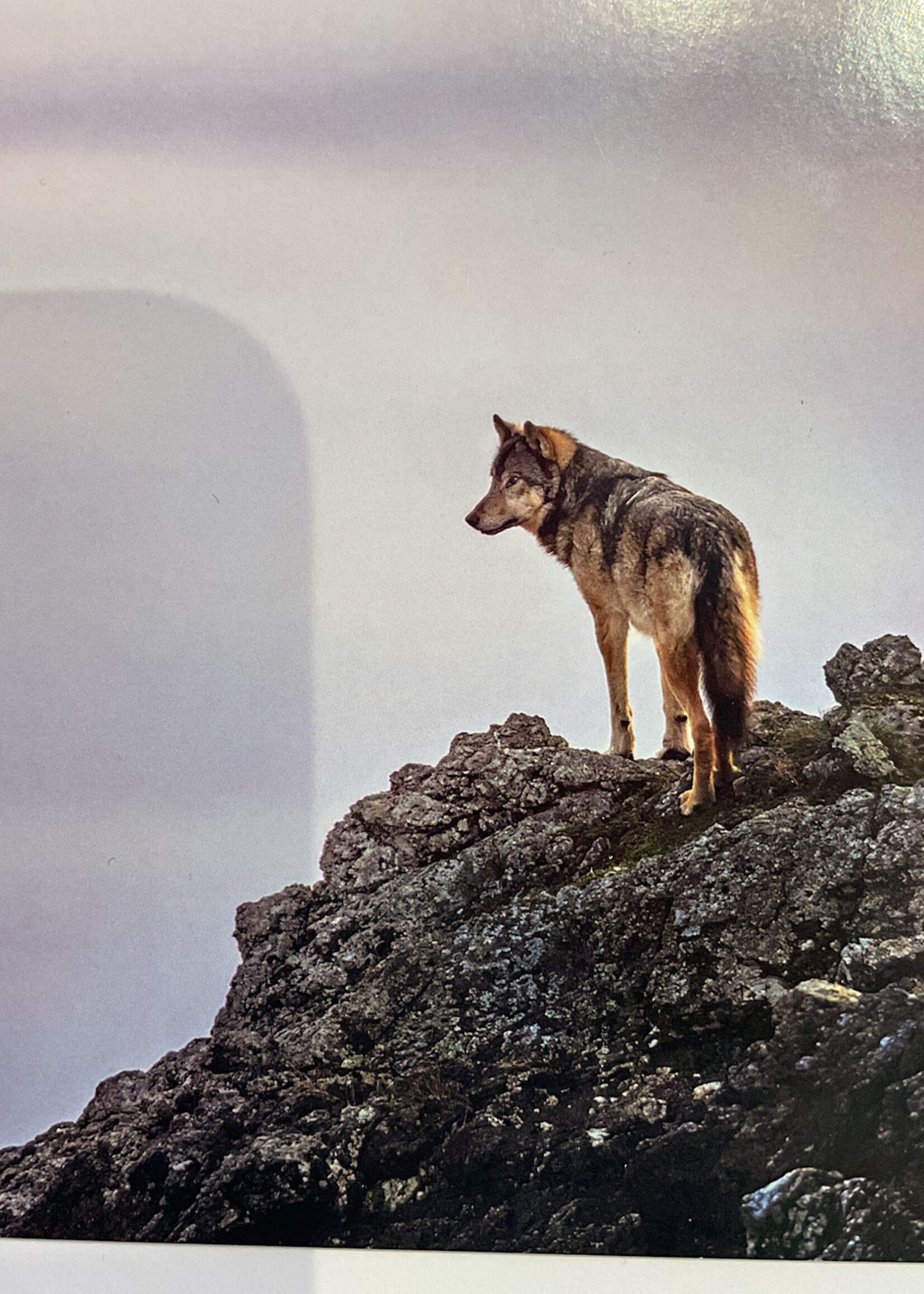 Coastal Wolf