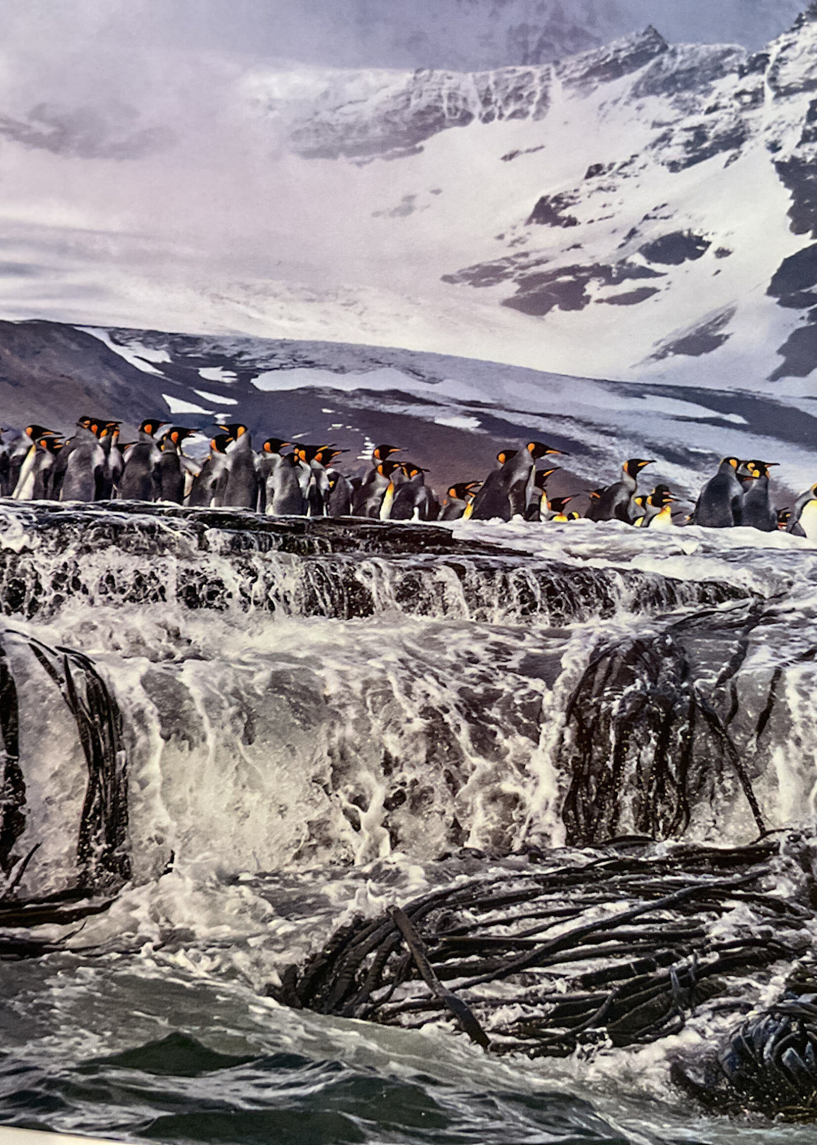 King Penguins
