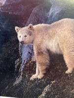Barney The Spirit Bear