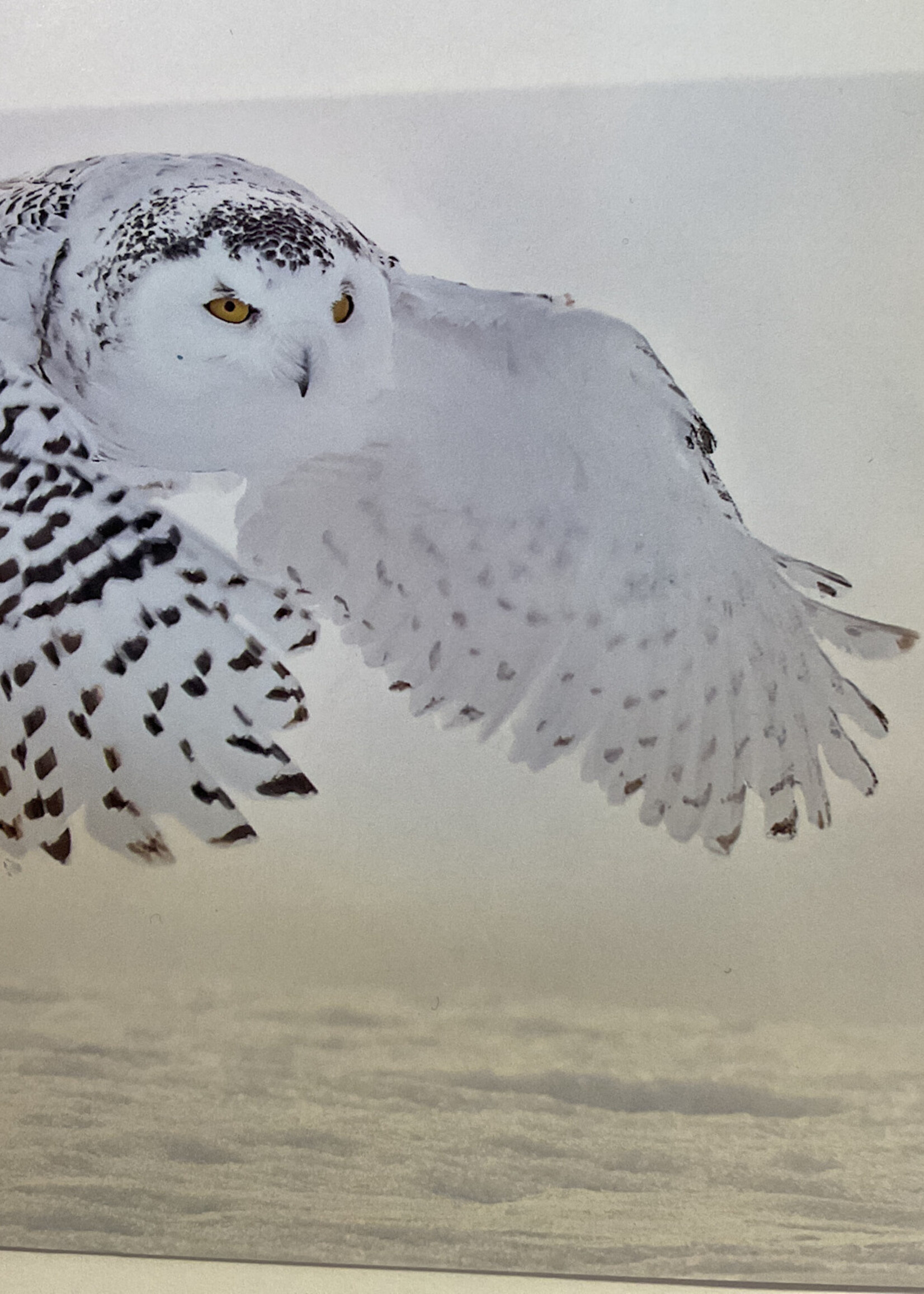 Snowy Owl