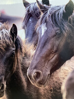 Wild Horses