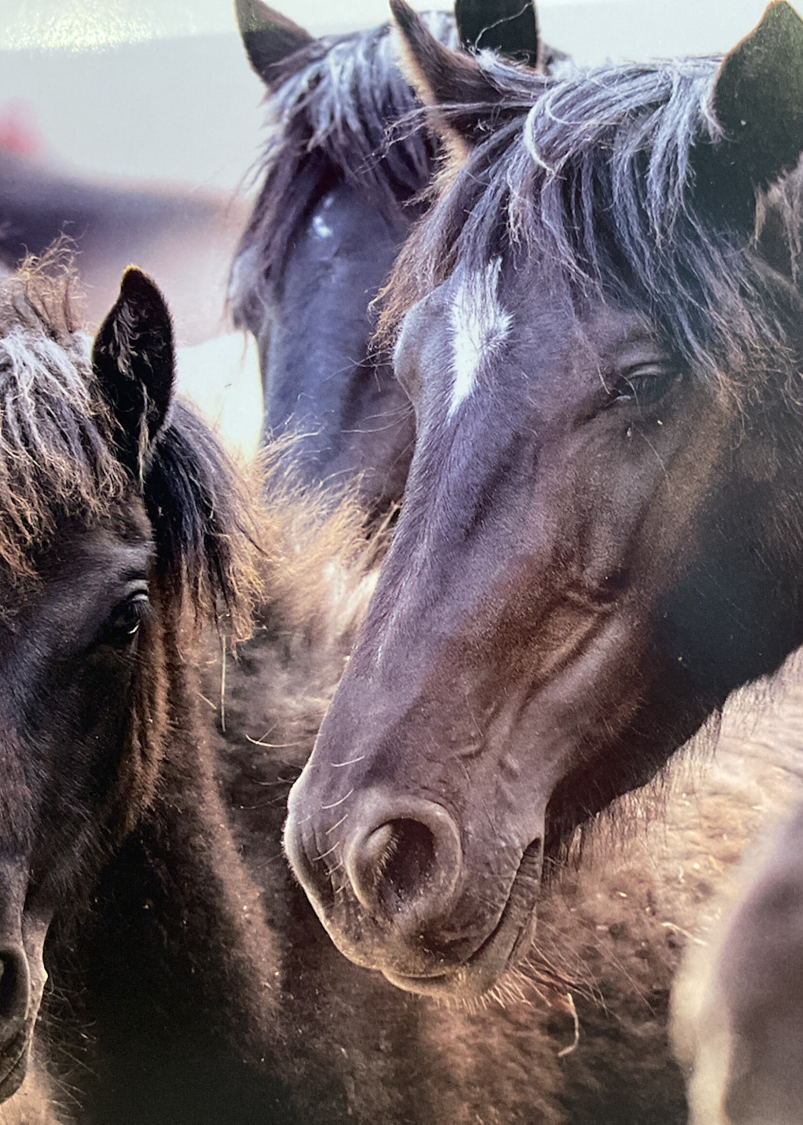 Wild Horses
