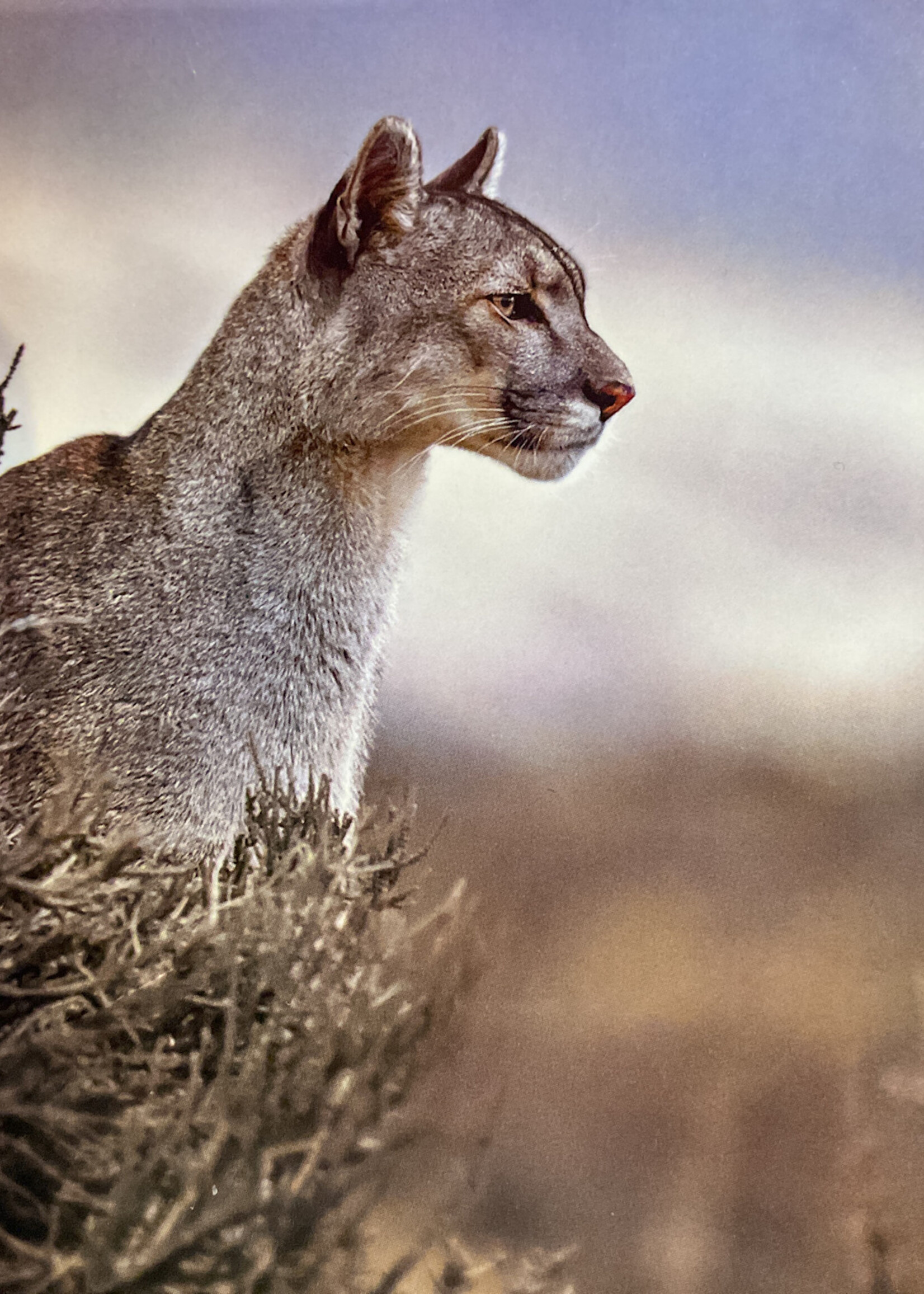 Puma