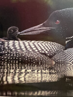 Common Loons