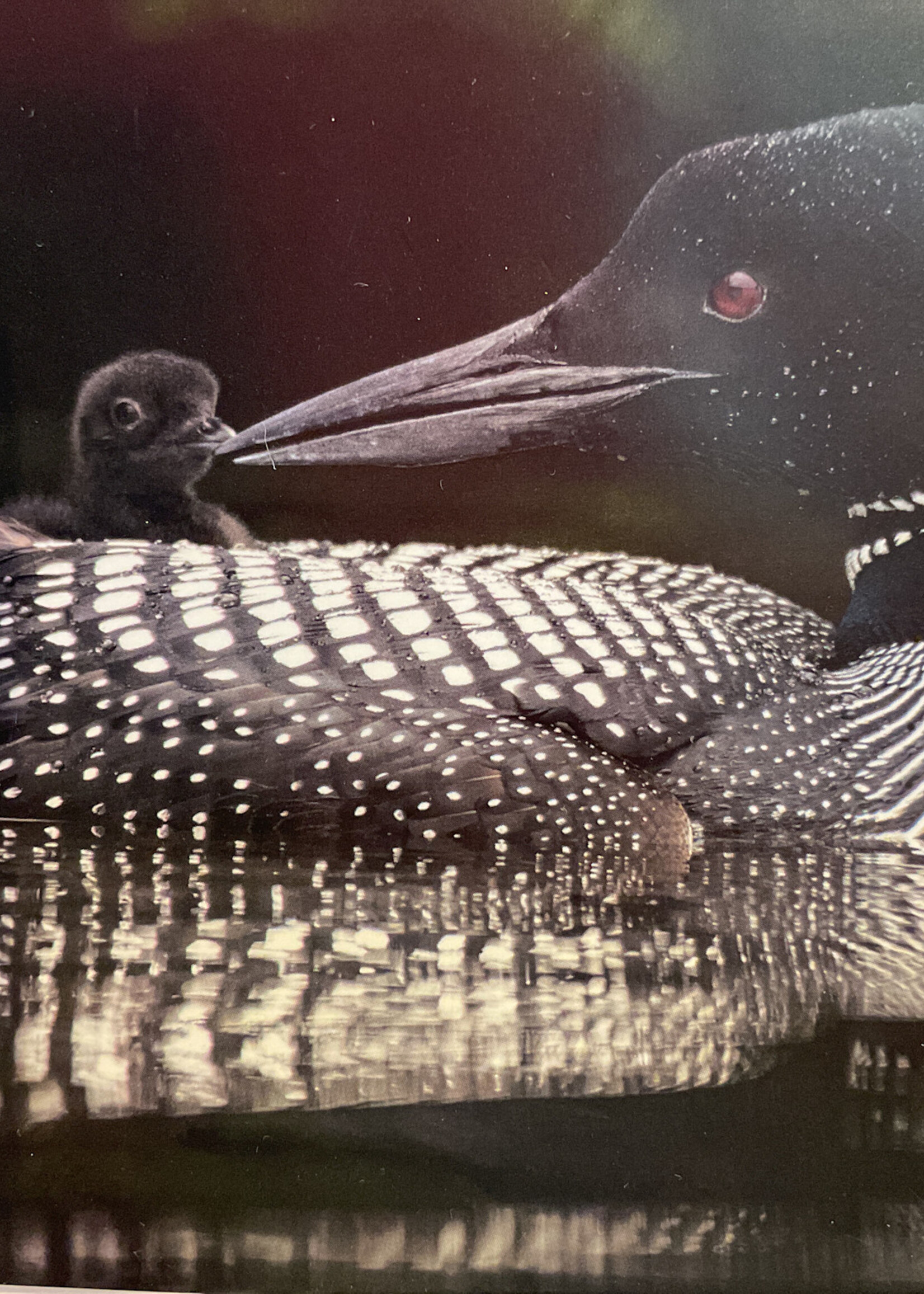 Common Loons