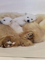 Polar Bear Family