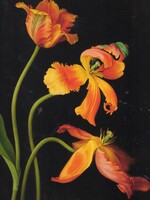 Kerri Weller Parrot Tulips