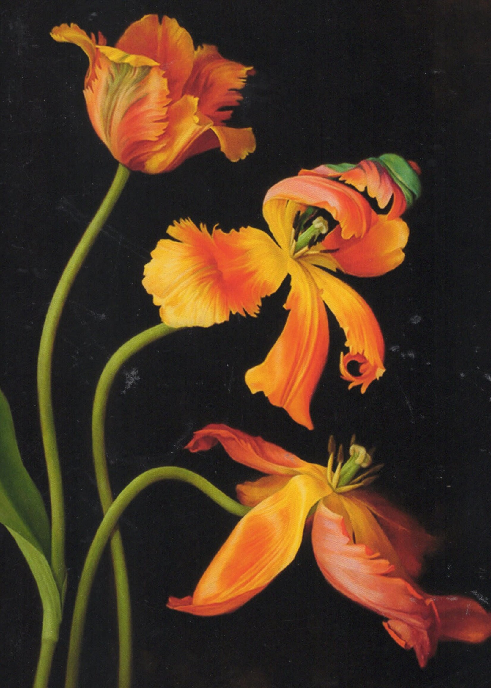 Kerri Weller Parrot Tulips