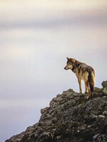 Coastal Wolf