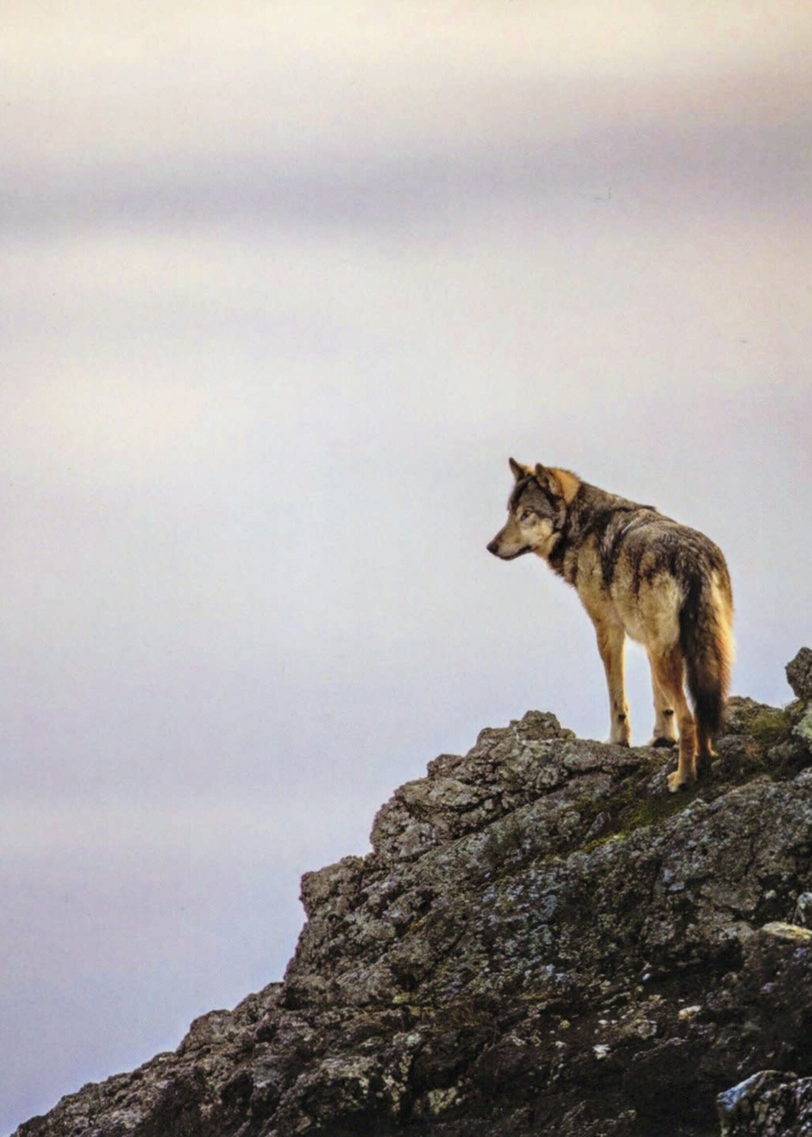 Coastal Wolf