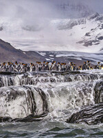 King Penguins