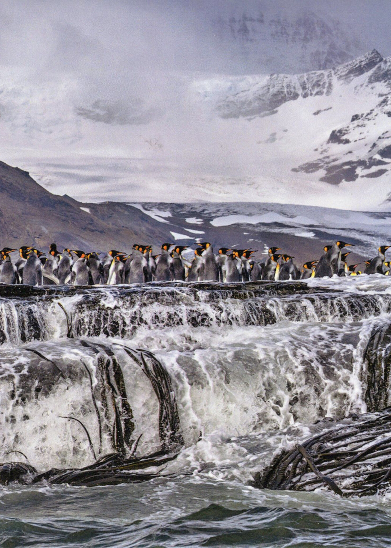 King Penguins