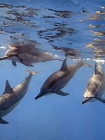 Spinner Dolphins