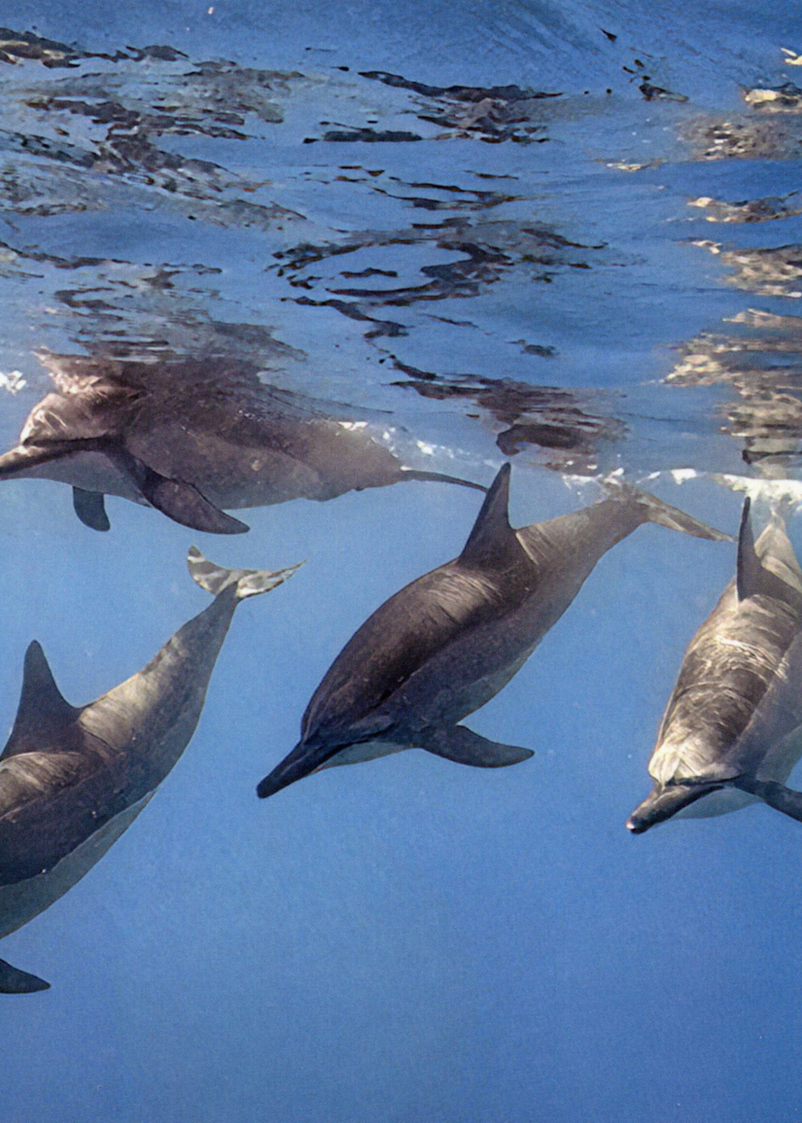 Spinner Dolphins