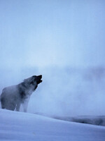 Howling Wolf