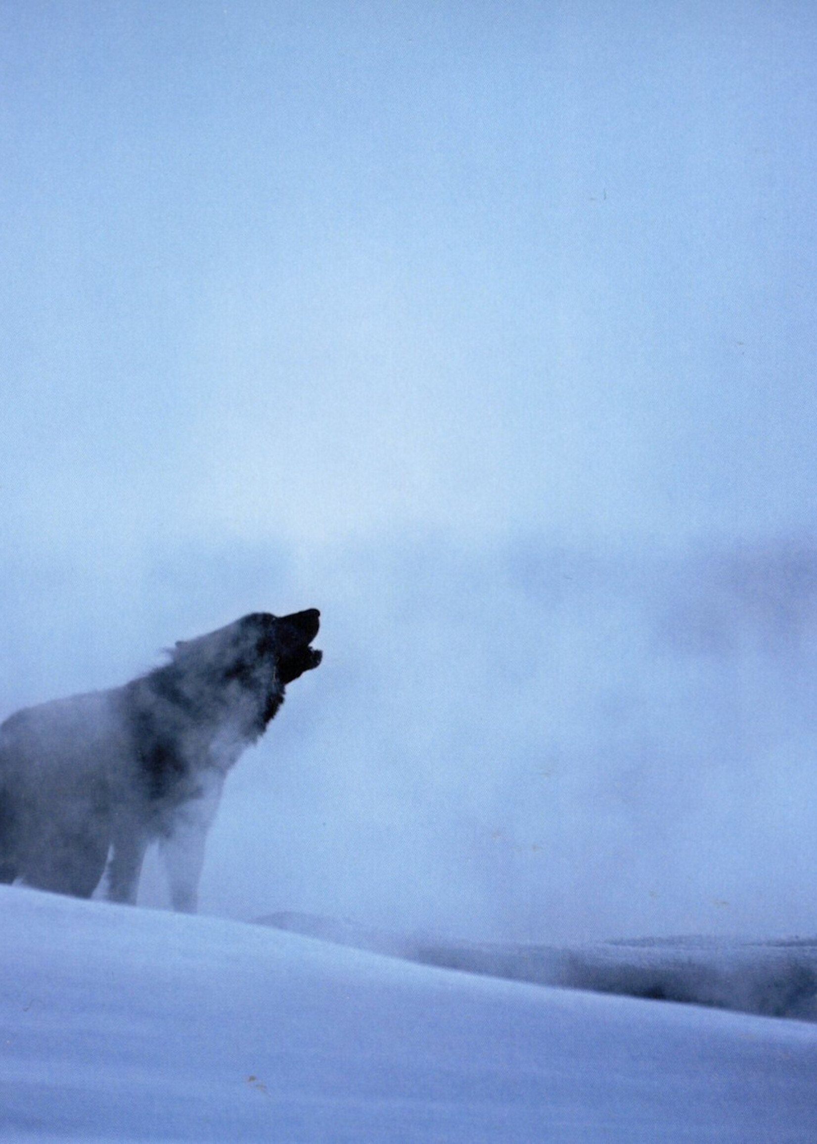 Howling Wolf