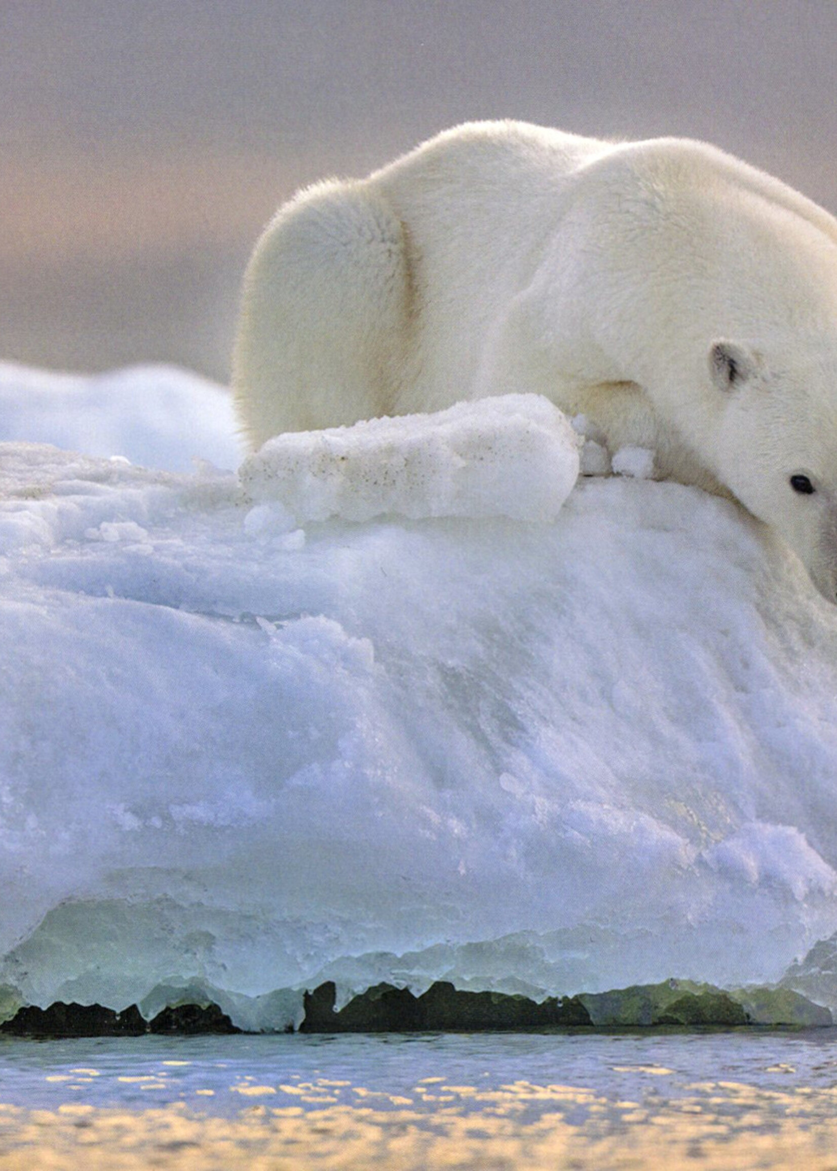 Polar Bear