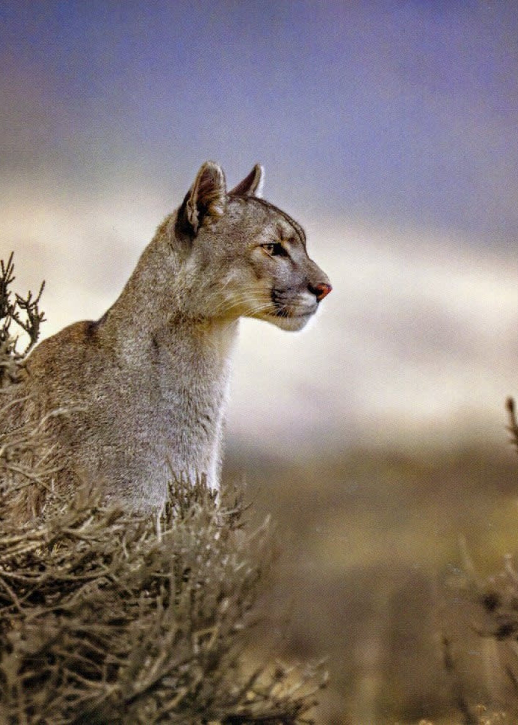 Puma