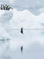 Boxed Cards - The Final Leap