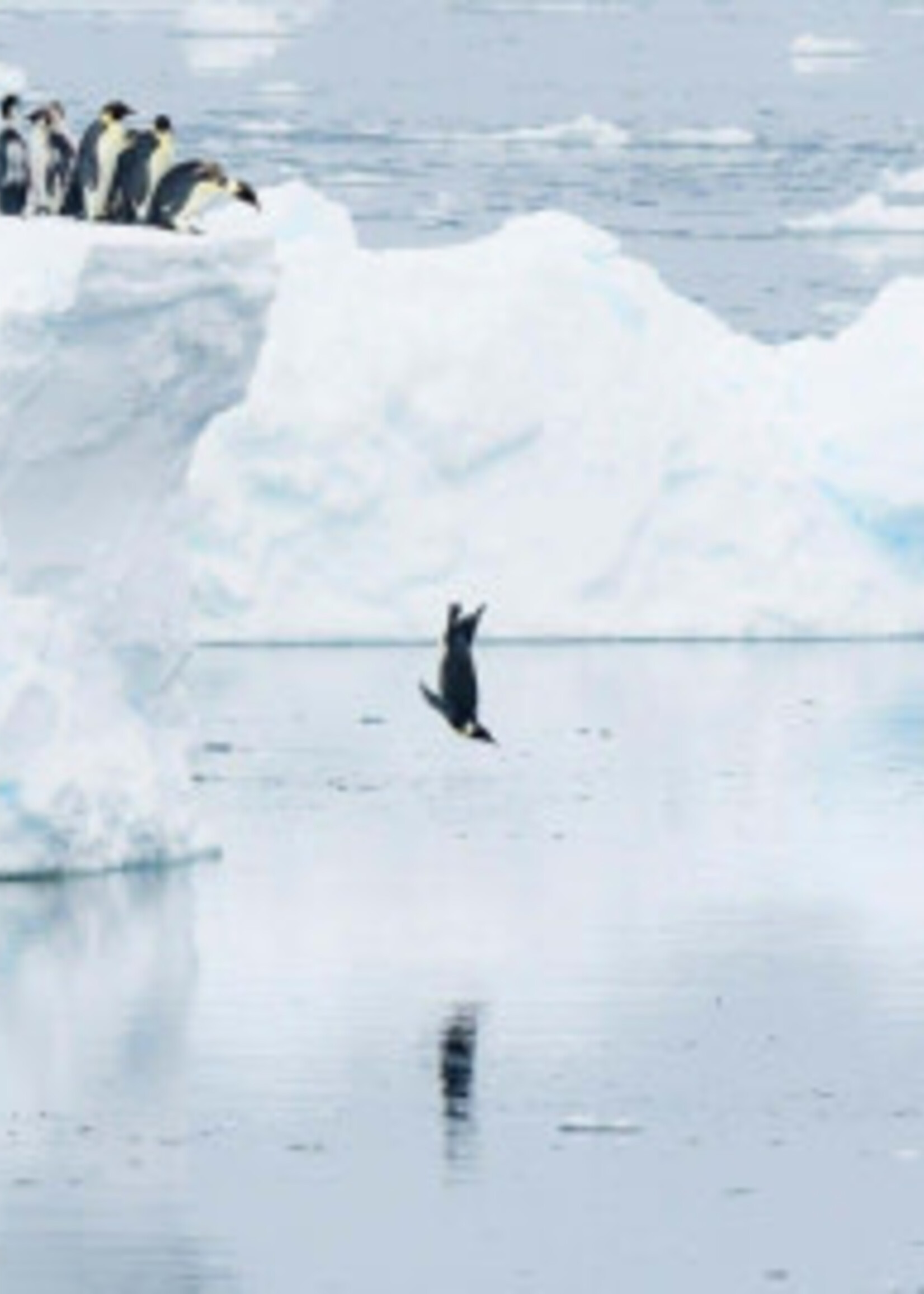 Boxed Cards - The Final Leap