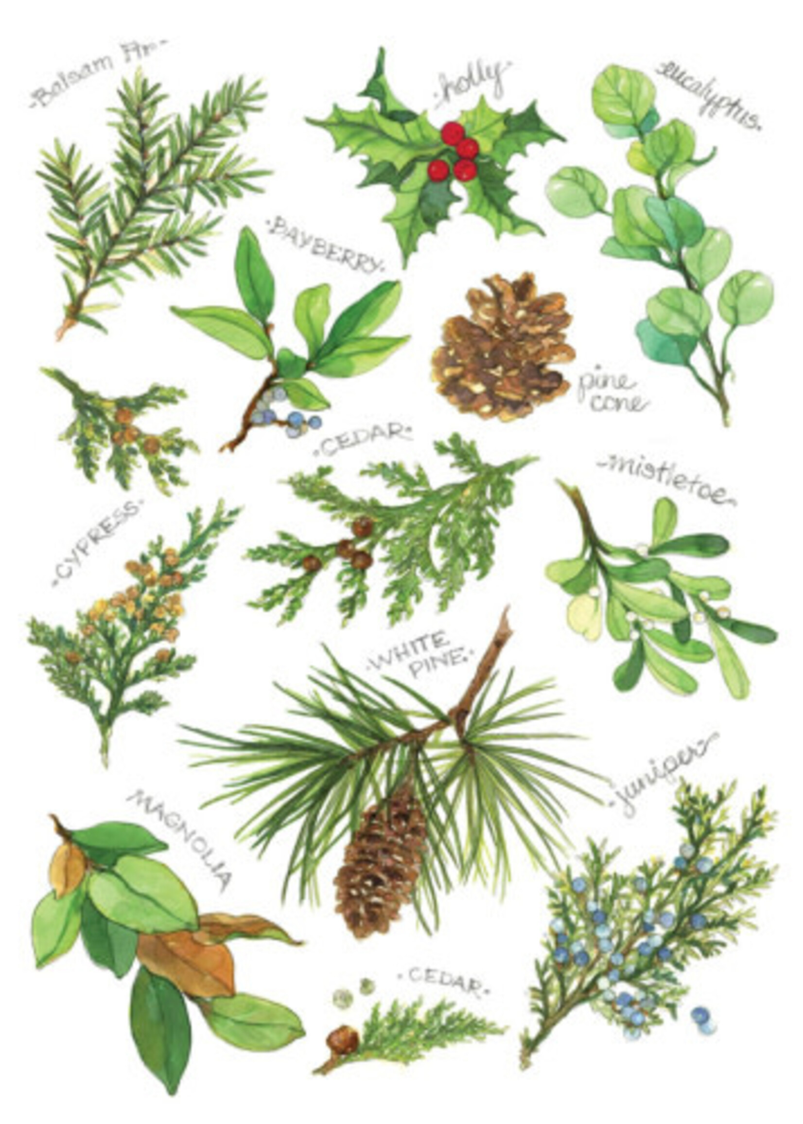 Allport Winter Foliage