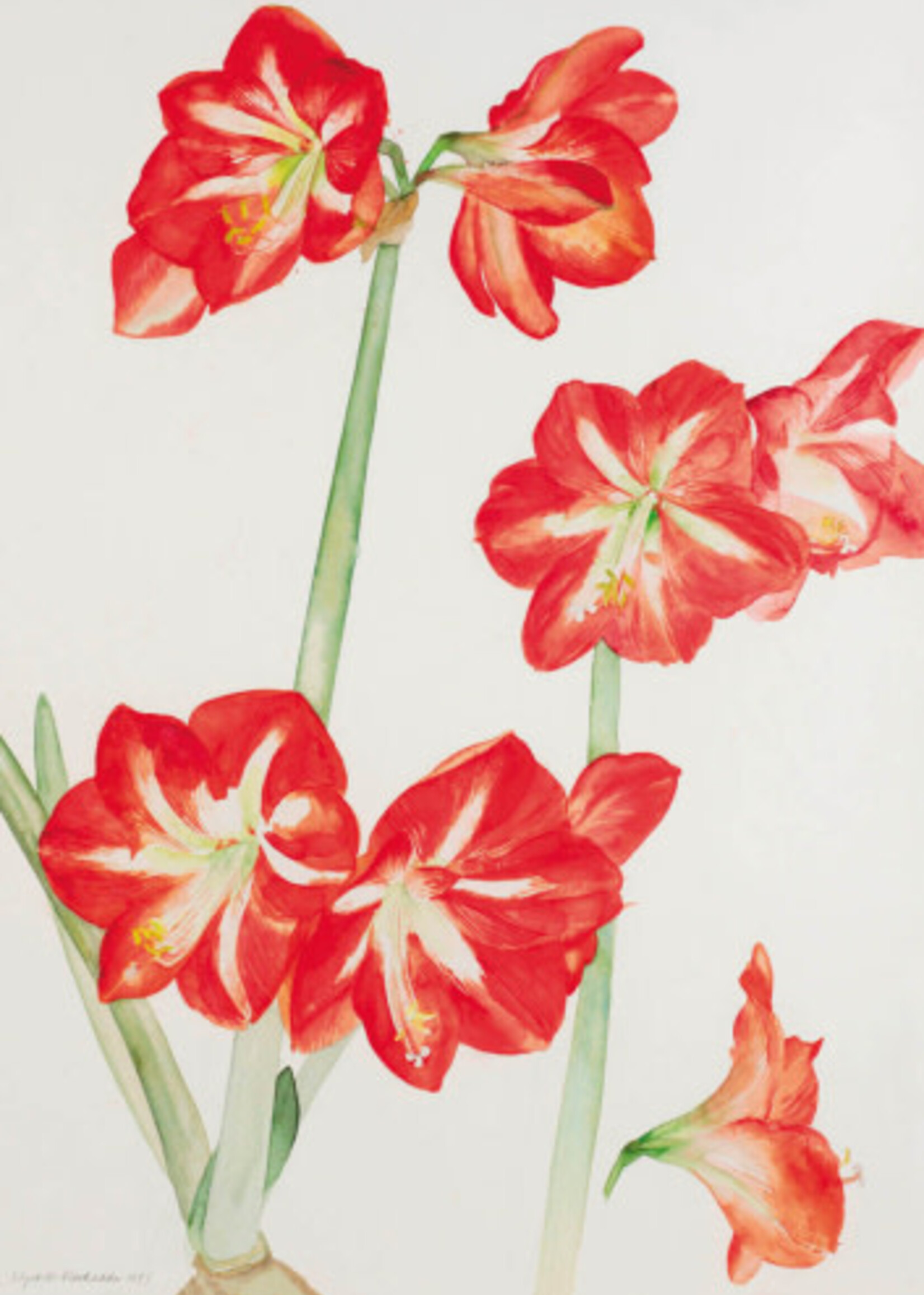 Art Press Amaryllis