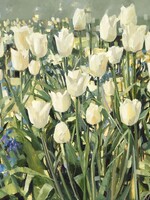White Tulip Garden