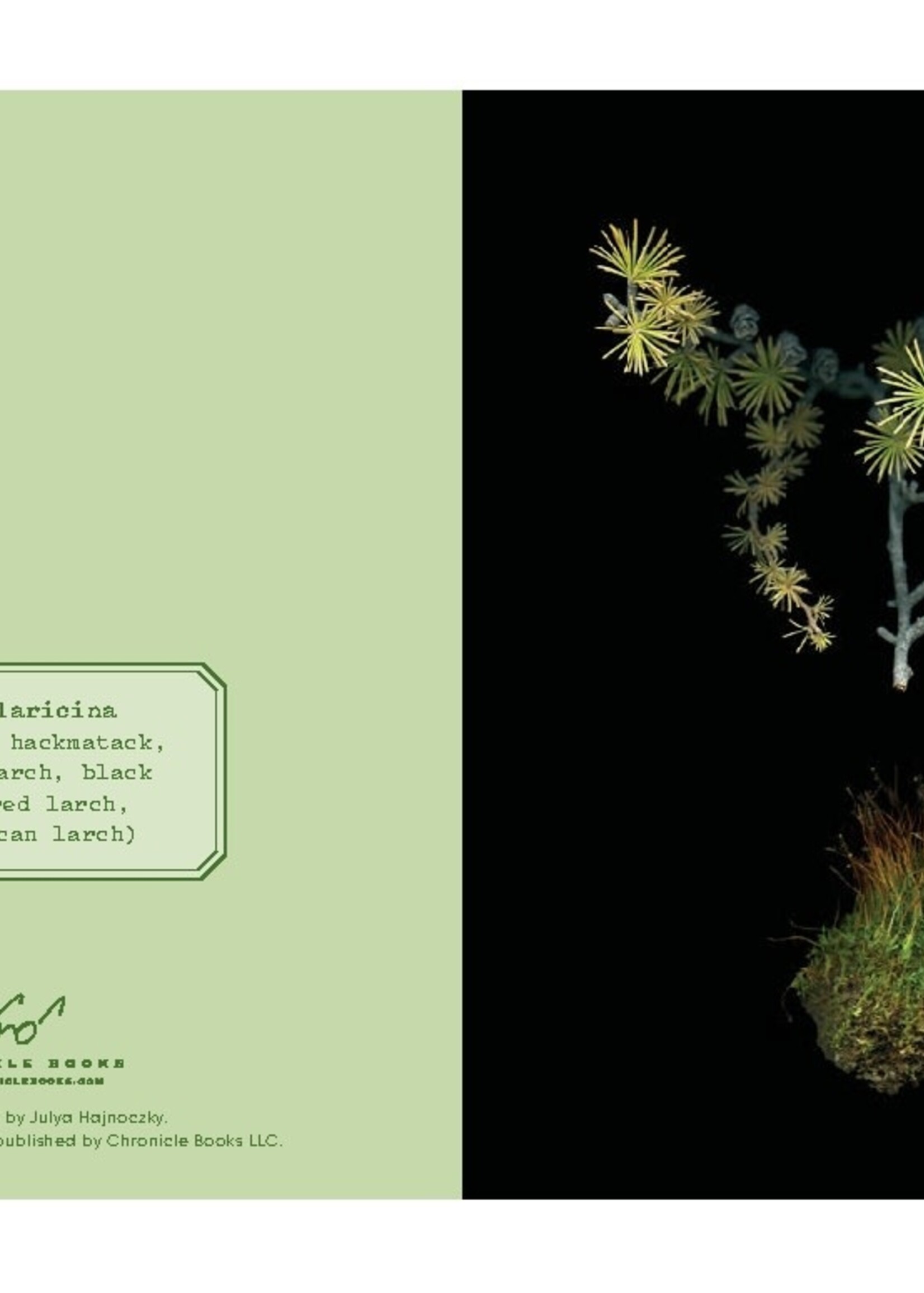 Deep Dark Forest Note Cards