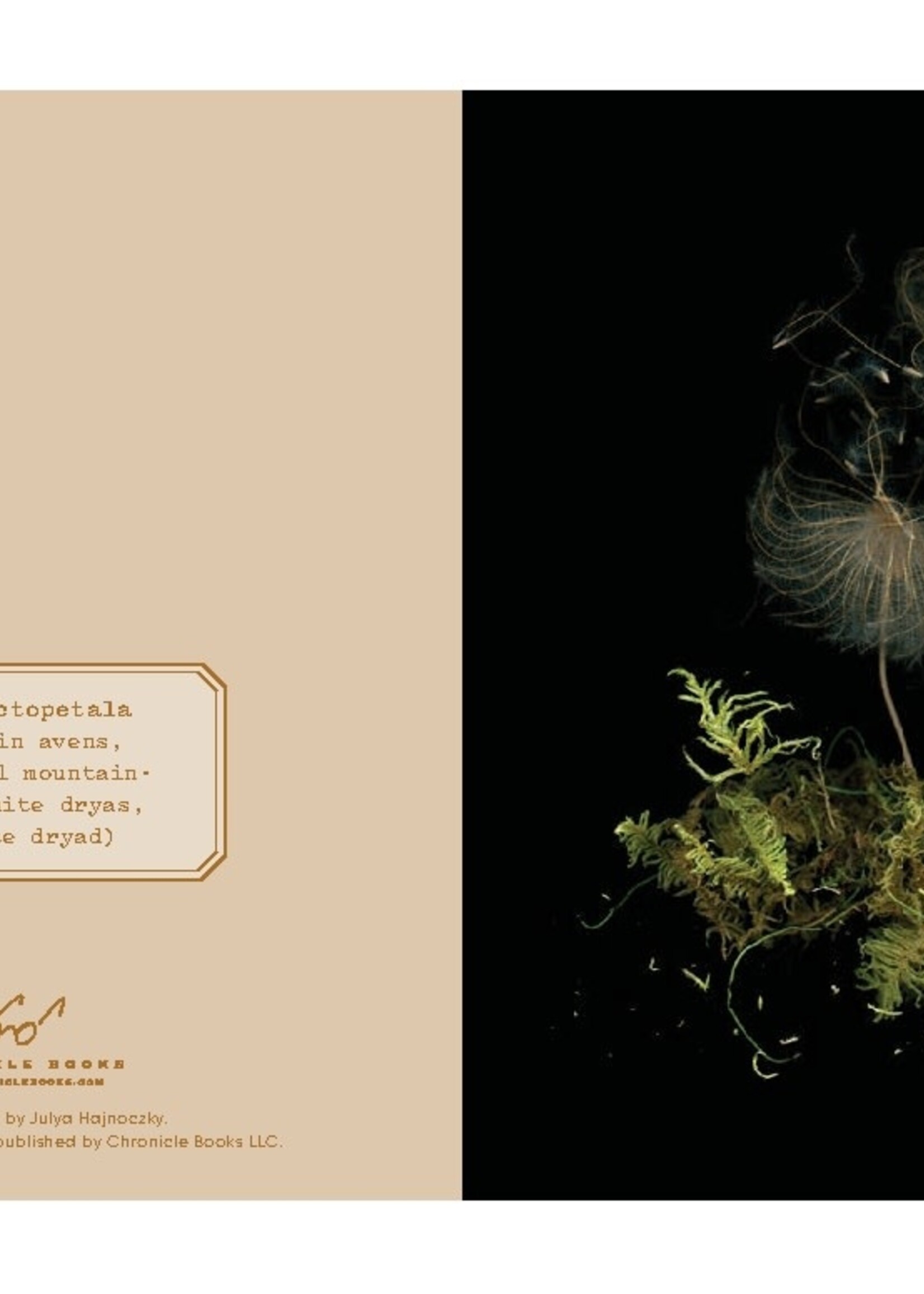 Deep Dark Forest Note Cards