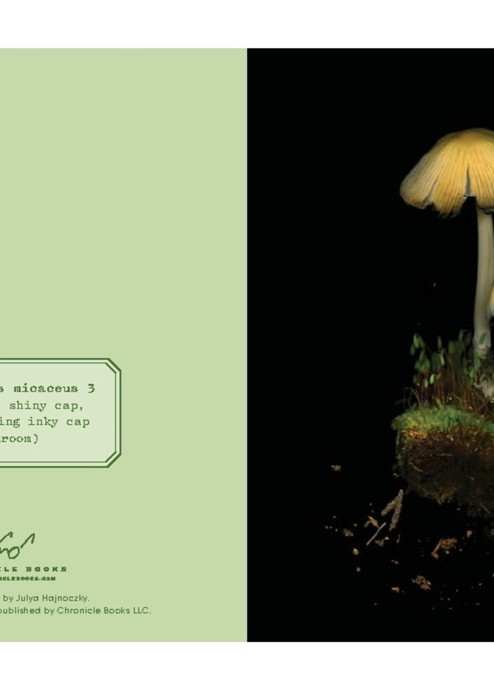 Deep Dark Forest Note Cards