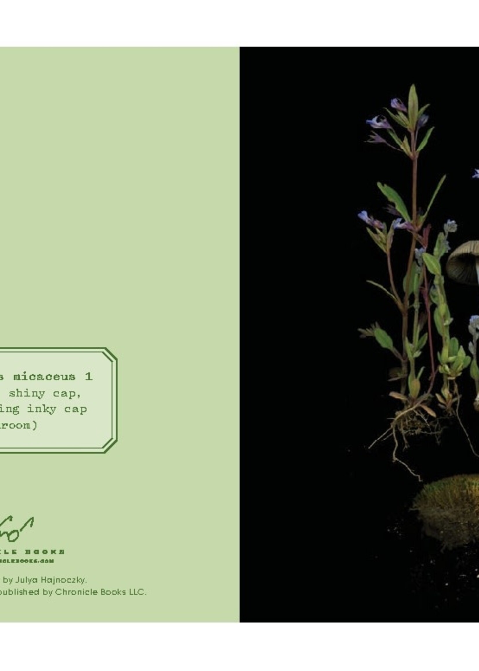 Deep Dark Forest Note Cards