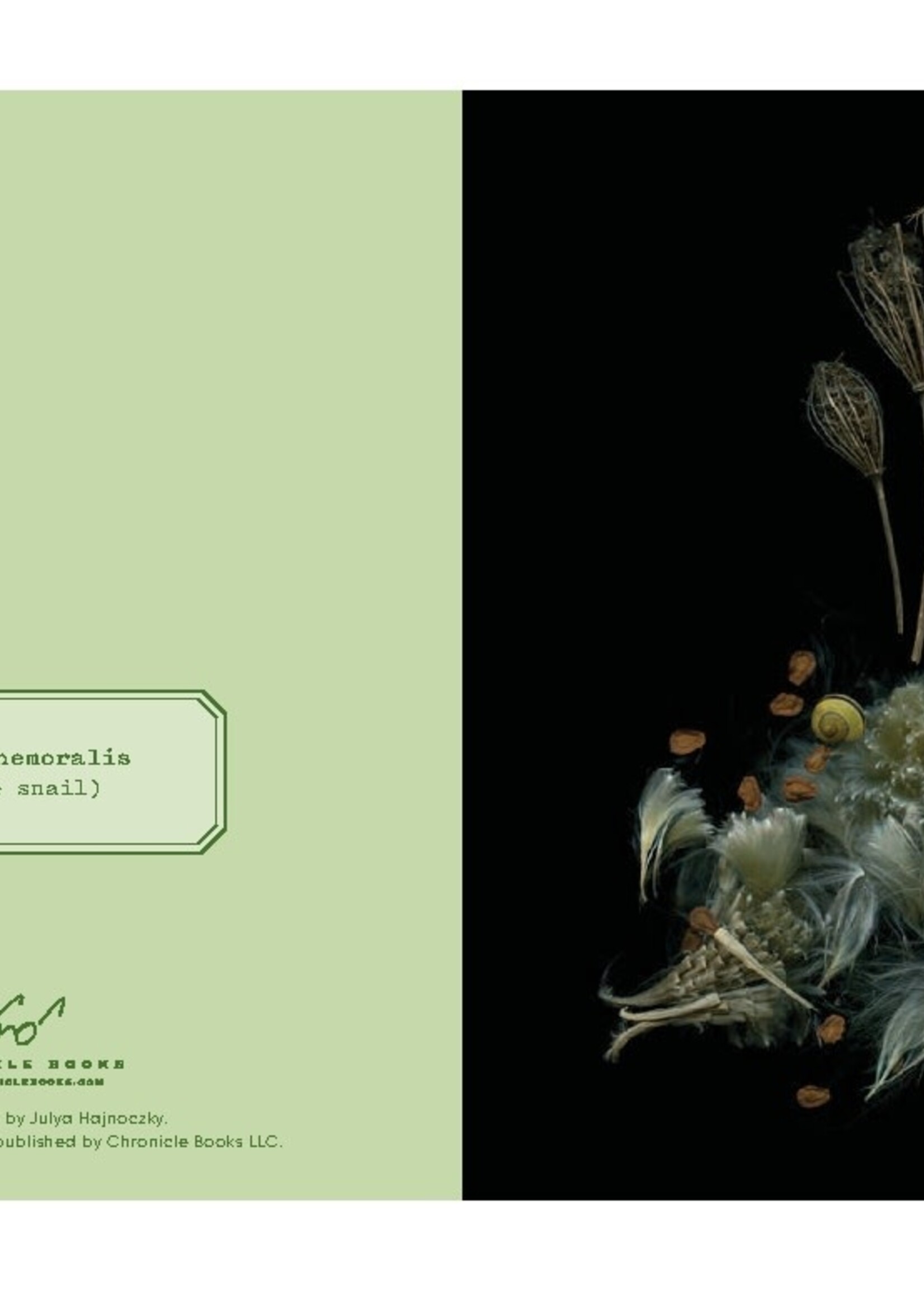 Deep Dark Forest Note Cards