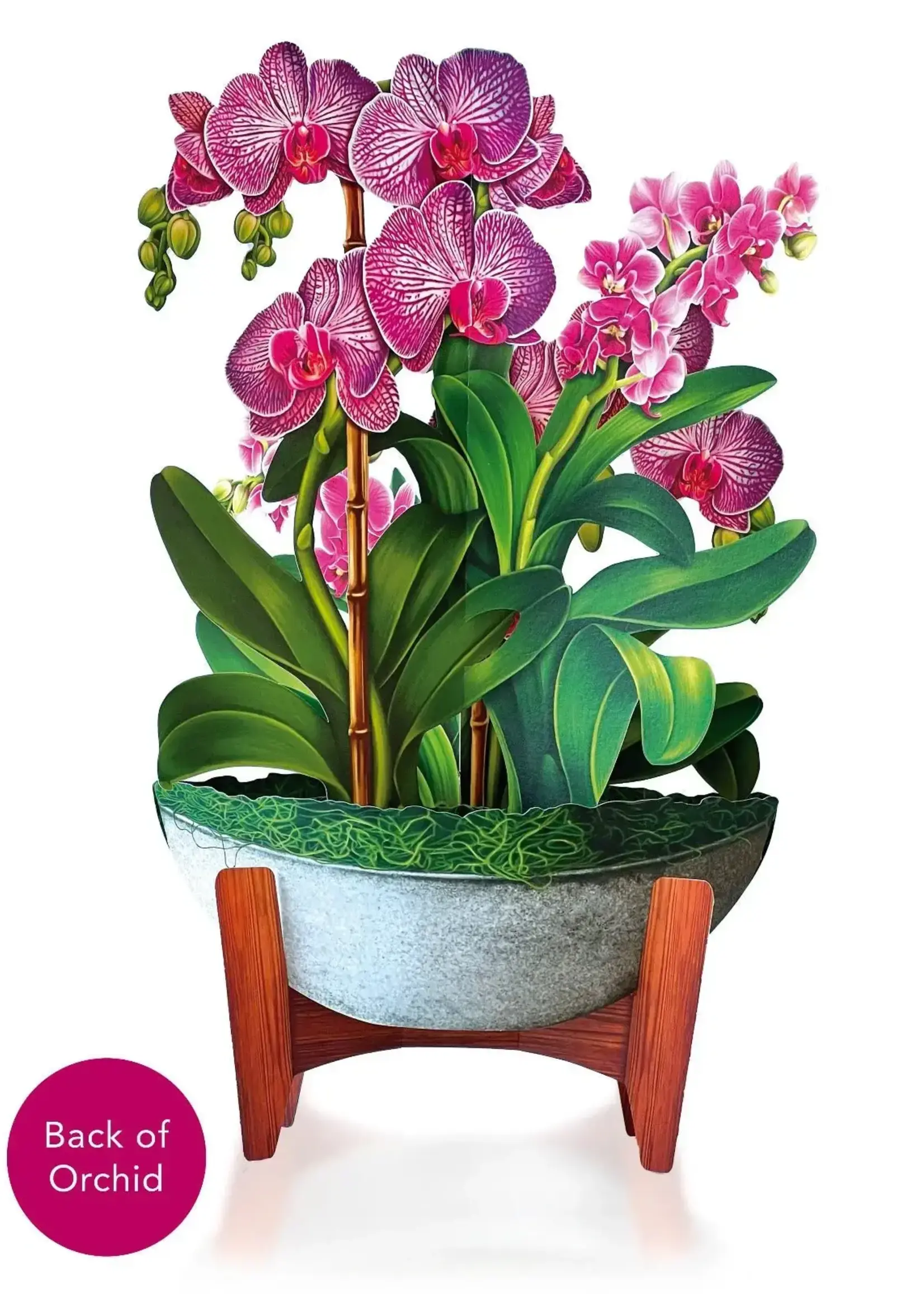 Fresh Cut Flowers Mini Pop-Up Cards - Orchid Oasis