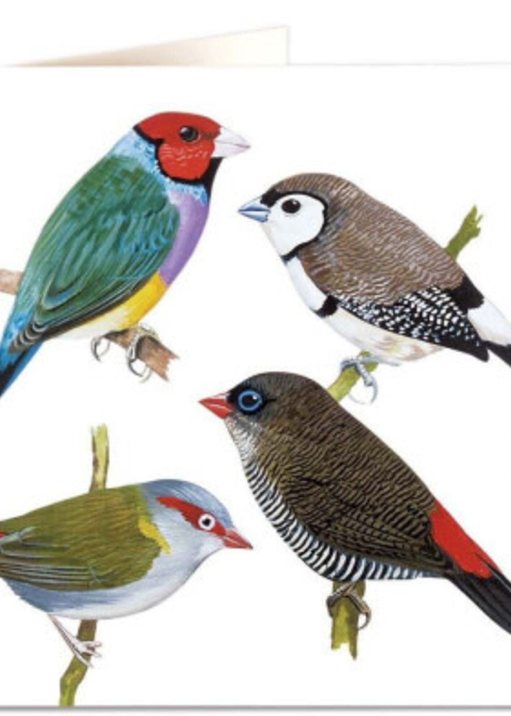 Finches