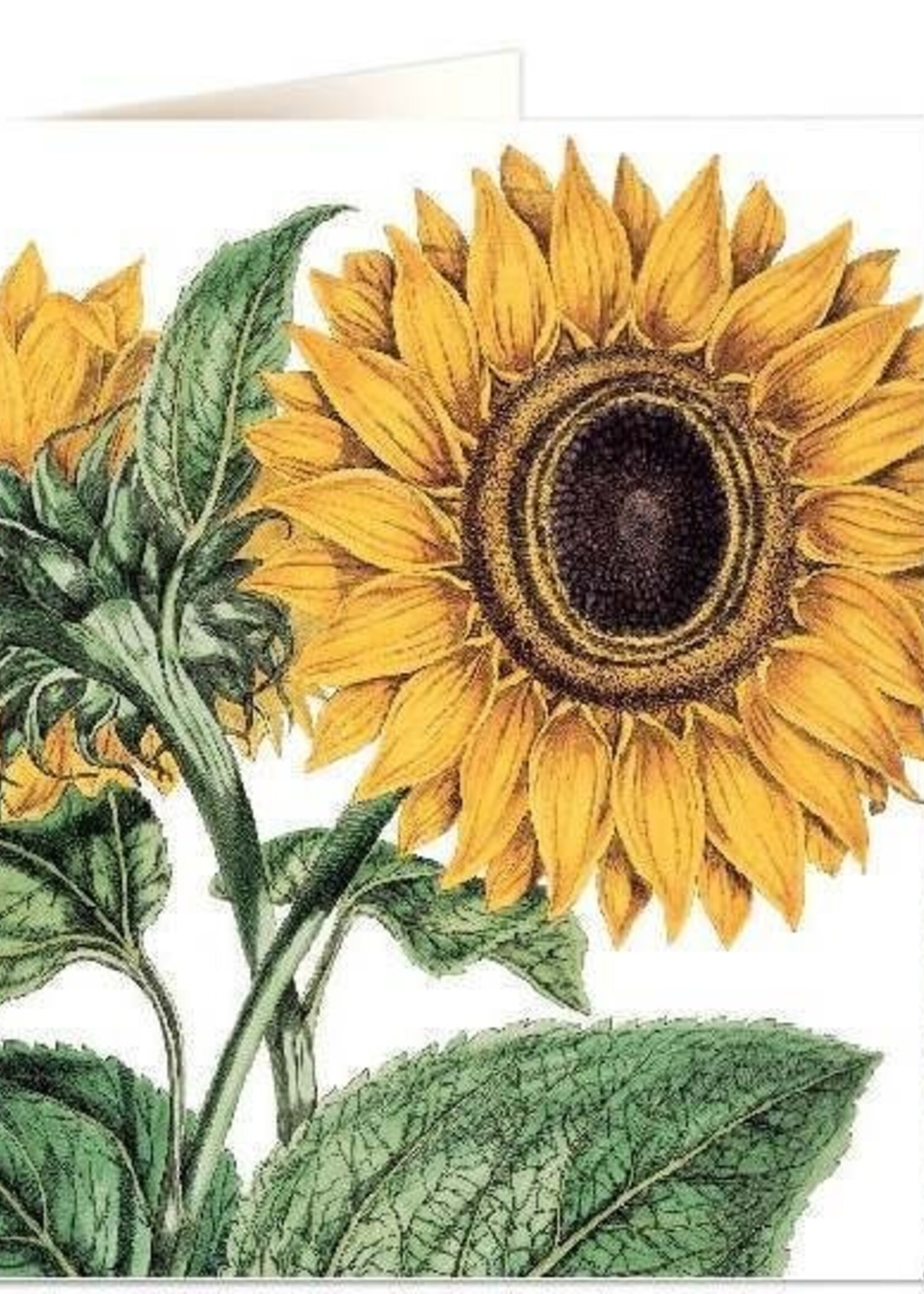 Miller Sunflower