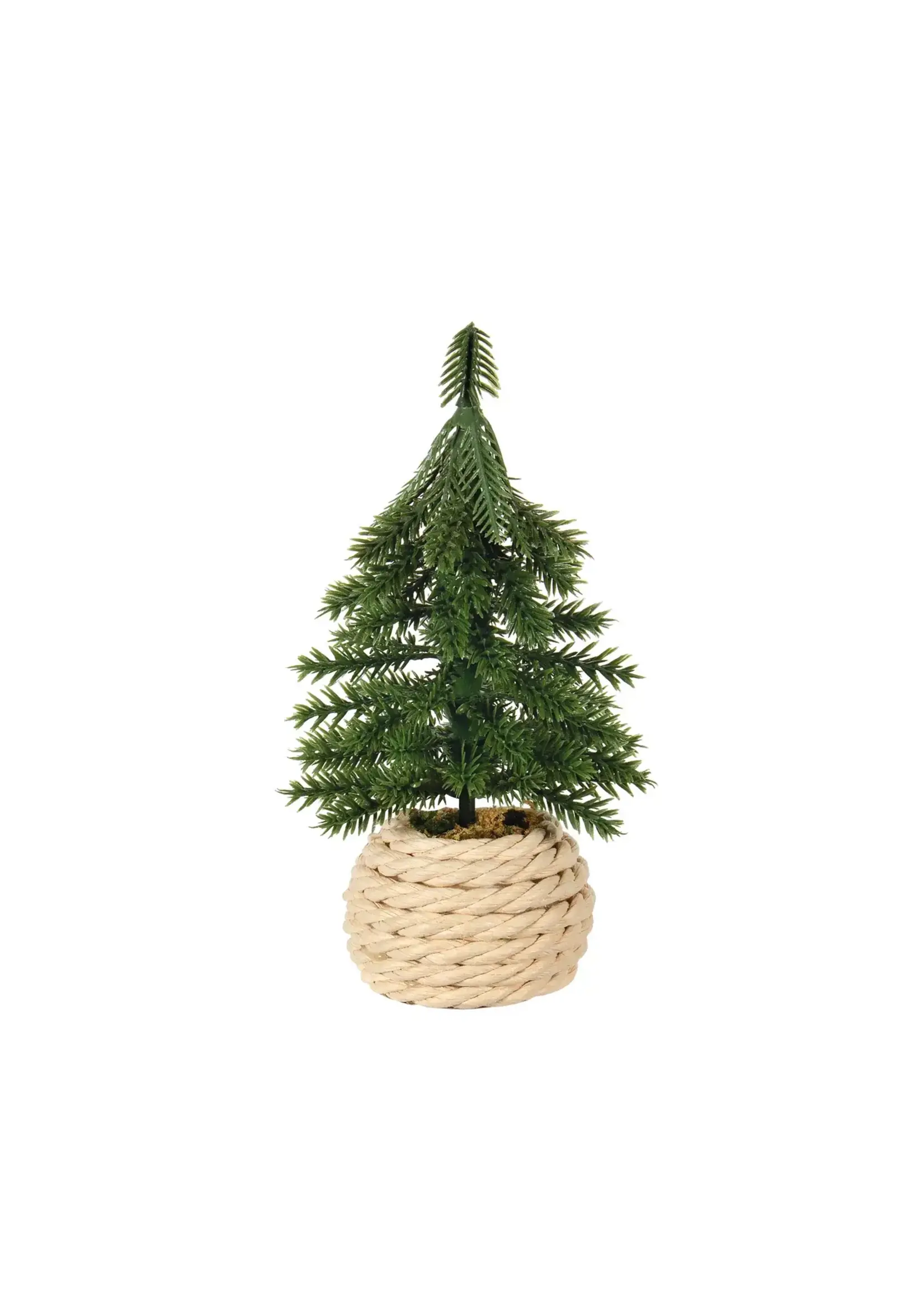 Mini Spruce Tree