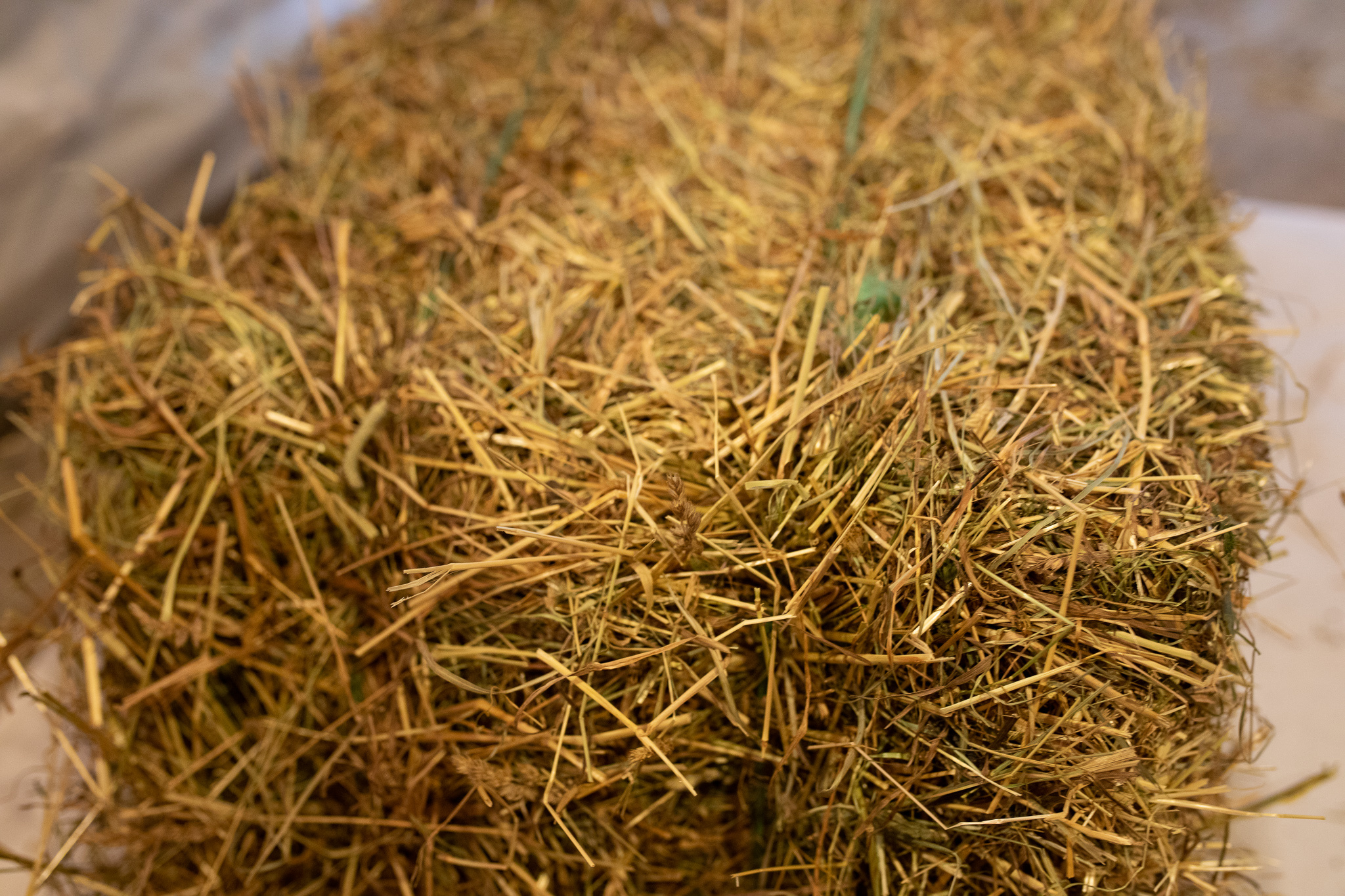Grass Hay Piers Feed