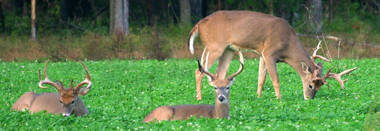 Bucks grazing a food plot