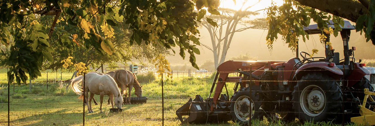 Horses on a Farm and tractor