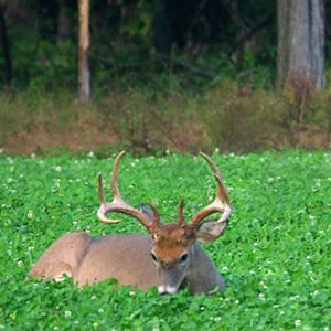 Food Plots, Click here for more Information