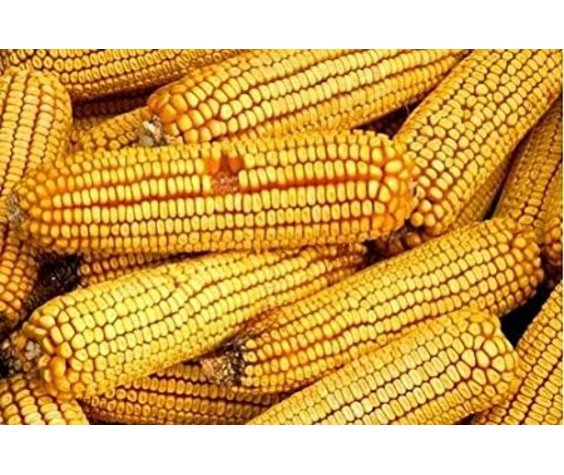 Ear Corn Bag