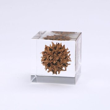 SOLA American Sweetgum