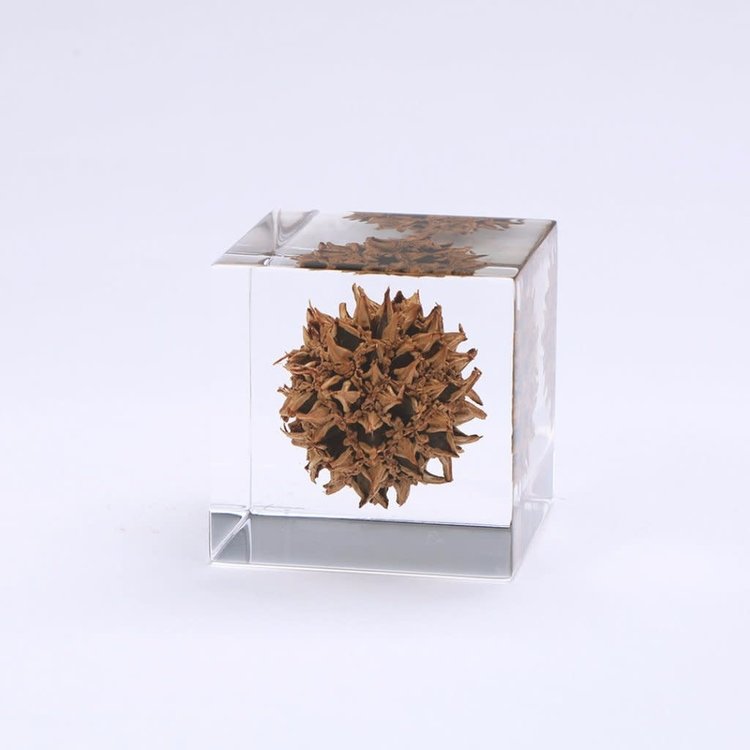 SOLA American Sweetgum