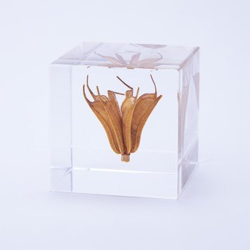 SOLA Yellow Fennel Flower