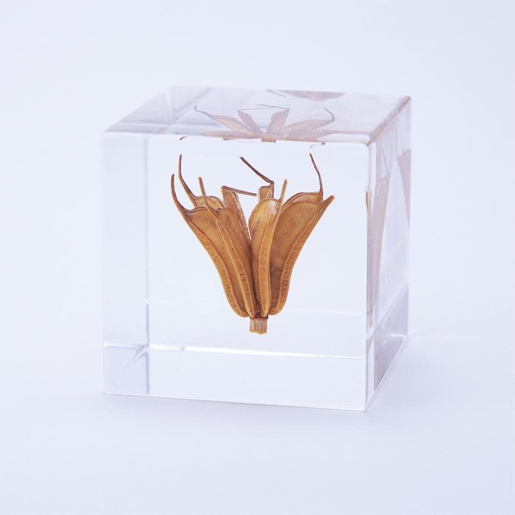 SOLA Yellow Fennel Flower