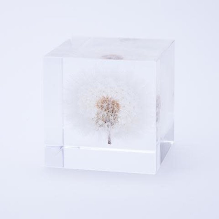 SOLA Dandelion - Small