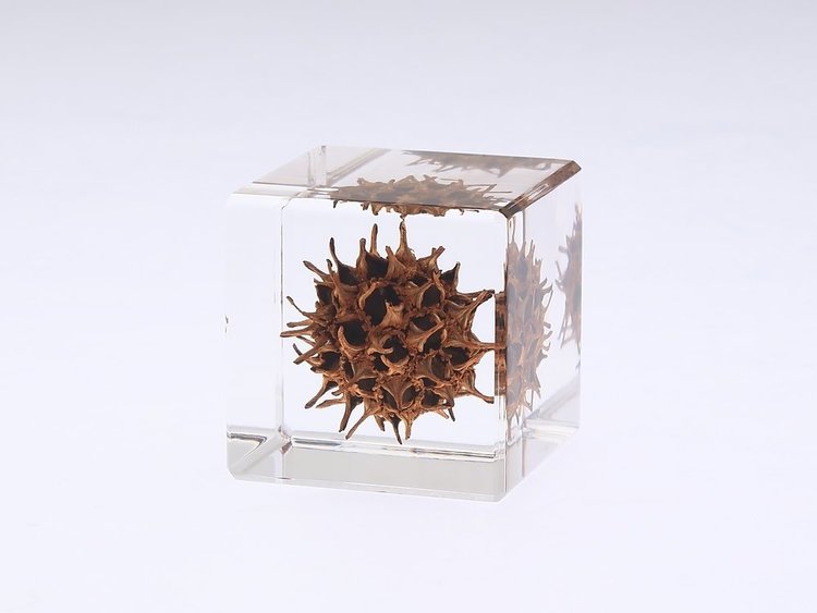 SOLA American Sweetgum