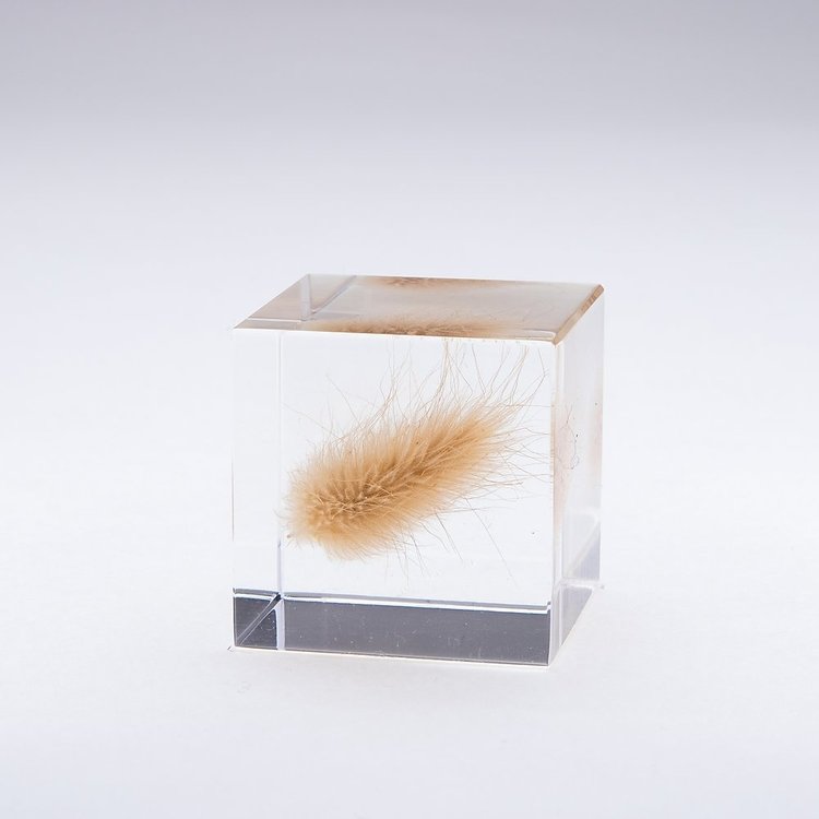 SOLA Bunnytail Grass